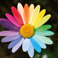 marguerite toutes les couleurs lgbt